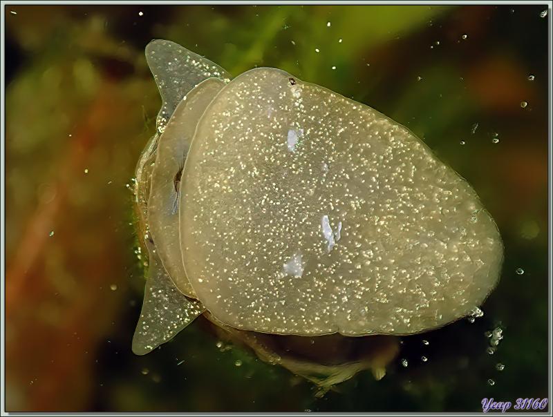 Limnée commune, Limnée ovale, Wandering snail (Radix balthica) - Lartigau - Milhas - 31