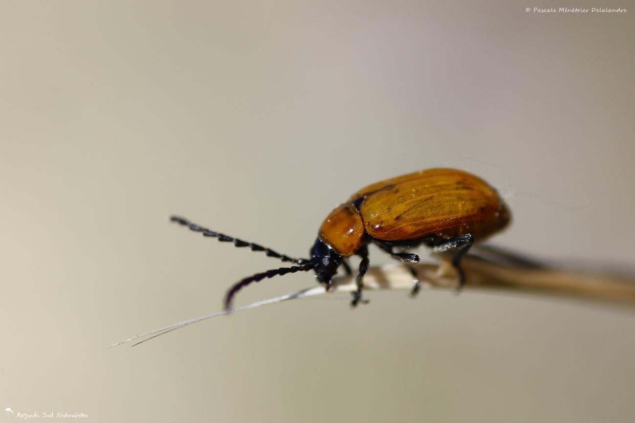 Lupérus portugais - Exosoma lusitanicum