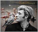 Fond ecran johnny hallyday006