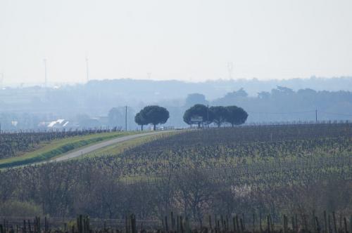 Saint Aubin de Luigné (fin du circuit)