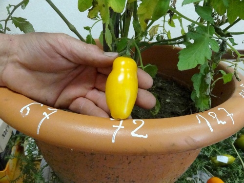 "Le jardinier amateur", l'exposition 2012 des Amis du Canton d'Aignay le Duc