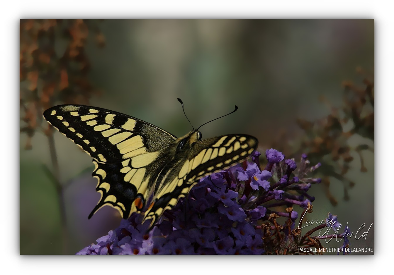 Flambé et Machaon, deux "Porte-queues".