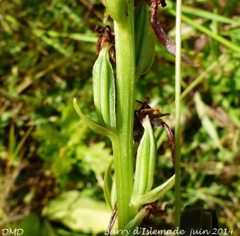 Platanthera bifolia  -  orchis à deux feuilles