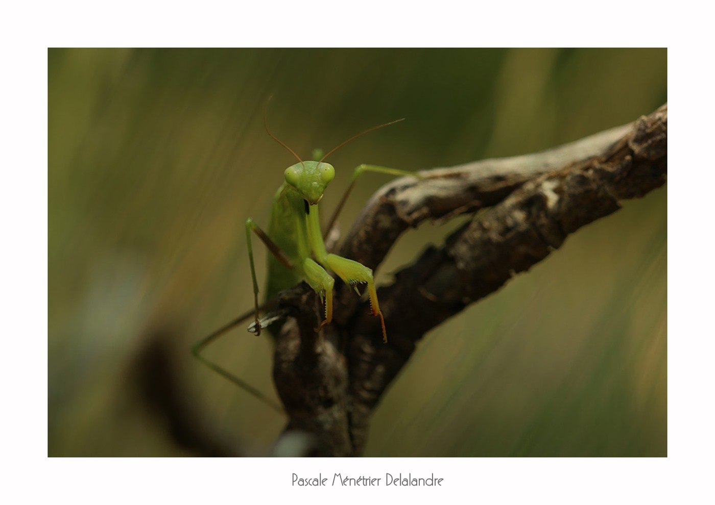Mante religieuse forme verte immature - Mantis religiosa