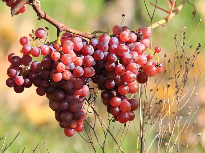 le vin 