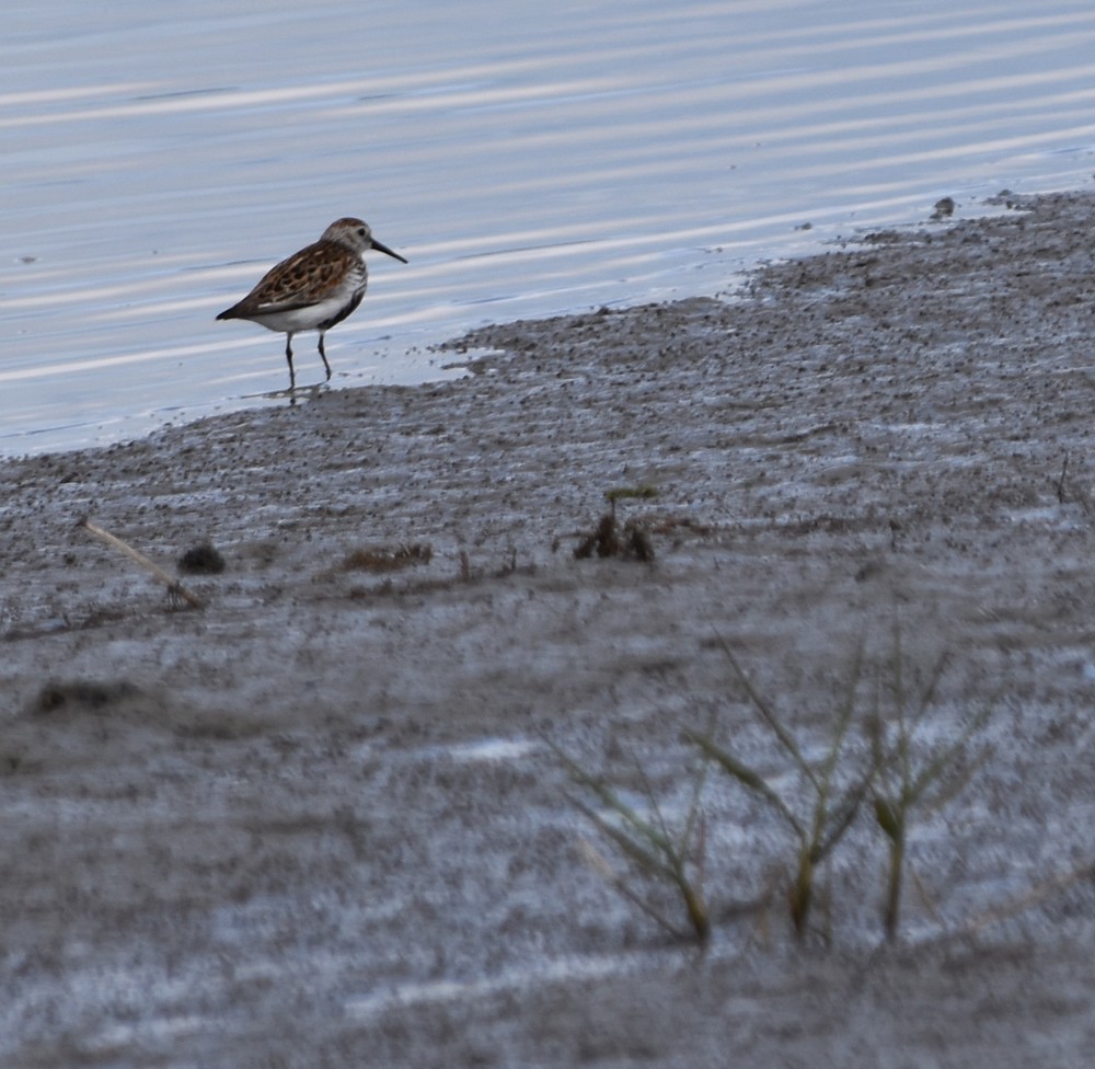 Des petits limicoles, en bord de Bassin - mai 2019...