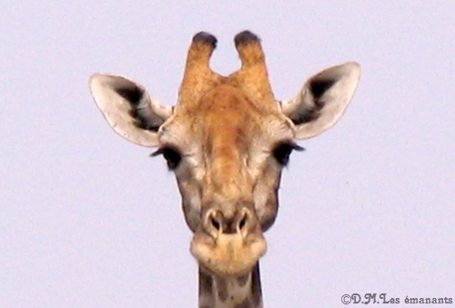 comment voit votre chien ou votre chat ?