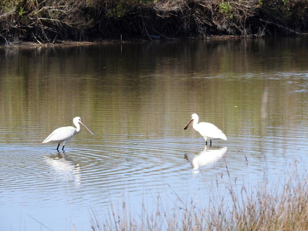 Un couple de spatules blanches...