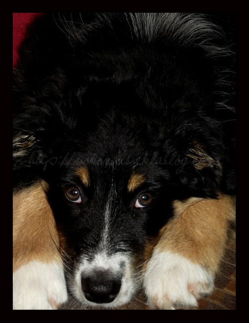 Tranches de vie d'un Australian Shepherd