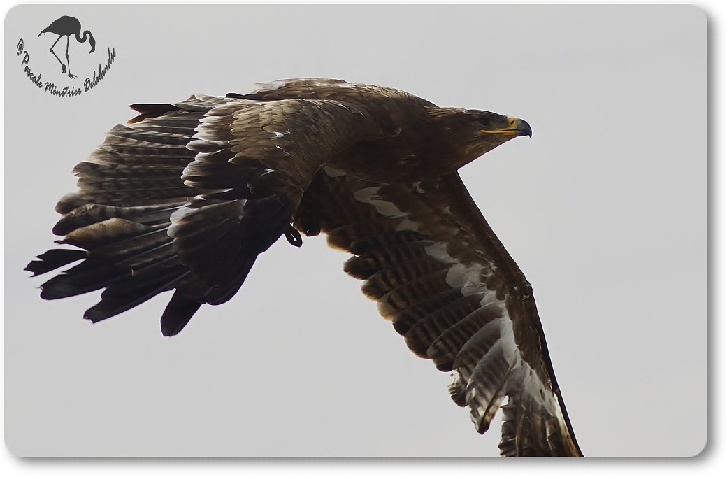 Aigle royal (?) - Décomposé d'une envolée...