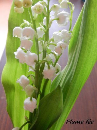 Image001.jpg