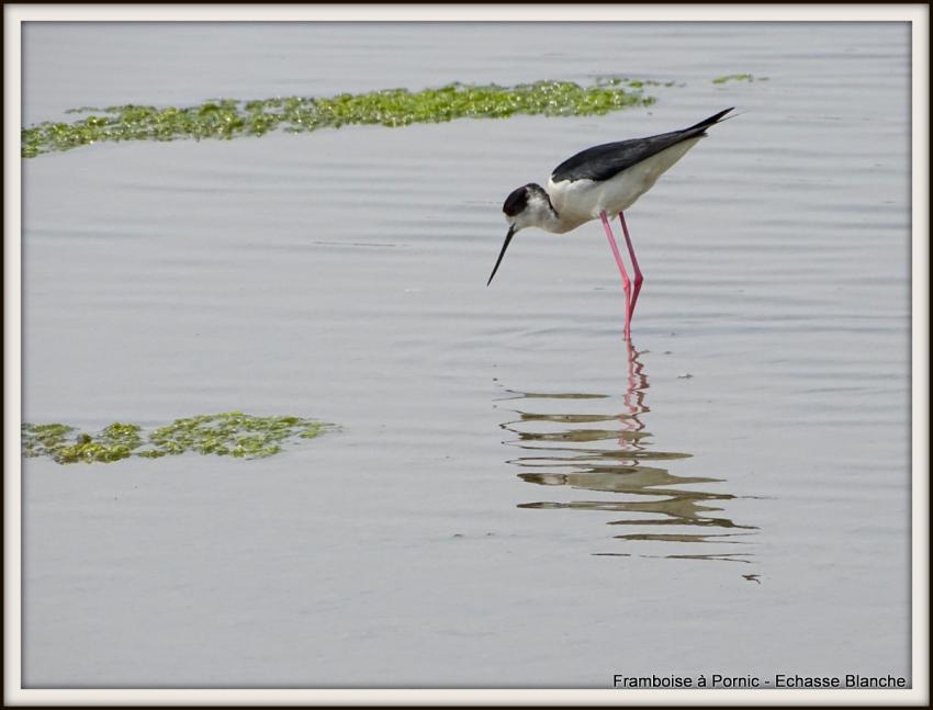 Echasse blanche - Mai 2018