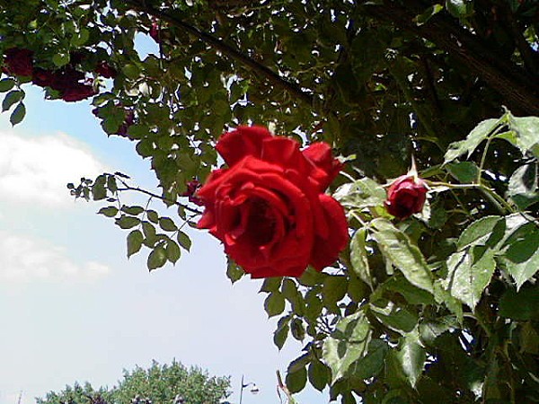 Fleur9