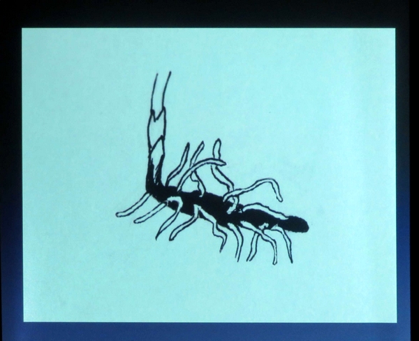 Une conférence sur les orchidées sauvages de nos forêt a eu  lieu à Lignerolles  