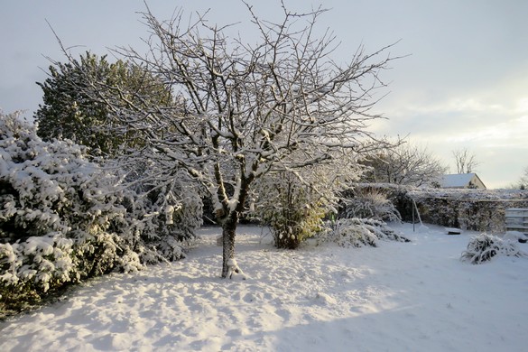 Durant le jour de neige de novembre à Châtillon, les oiseaux ont eu faim !