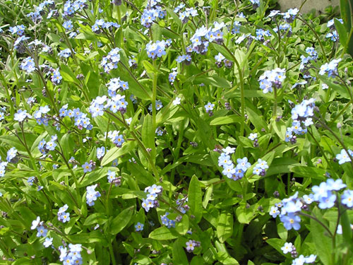 Motif printanier "le myosotis" ...
