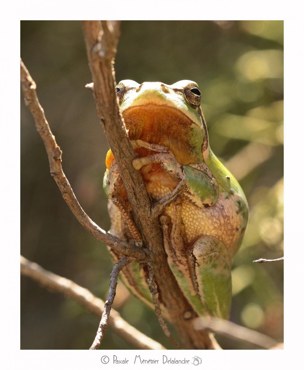 Rainette Méridionale - Hyla meridionalis