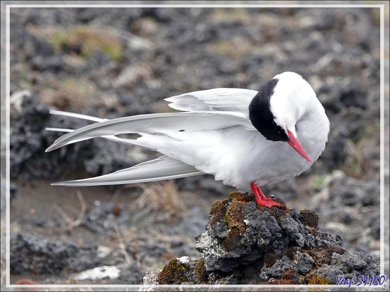 07/06/2023 : nous nous dirigeons vers le Blue Lagoon tout en faisant de la géologie, de la botanique ou de l'ornithologie lorsque l'occasion se présente - Péninsule de Reykjanes - Islande