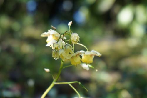 Des elfes dans mon jardin