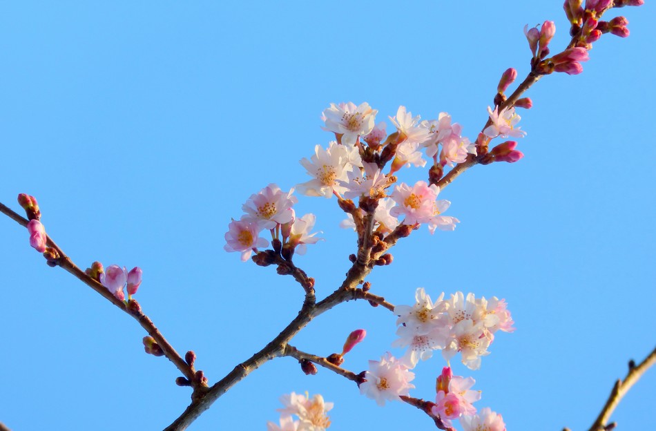 Un dimanche sous le soleil ...