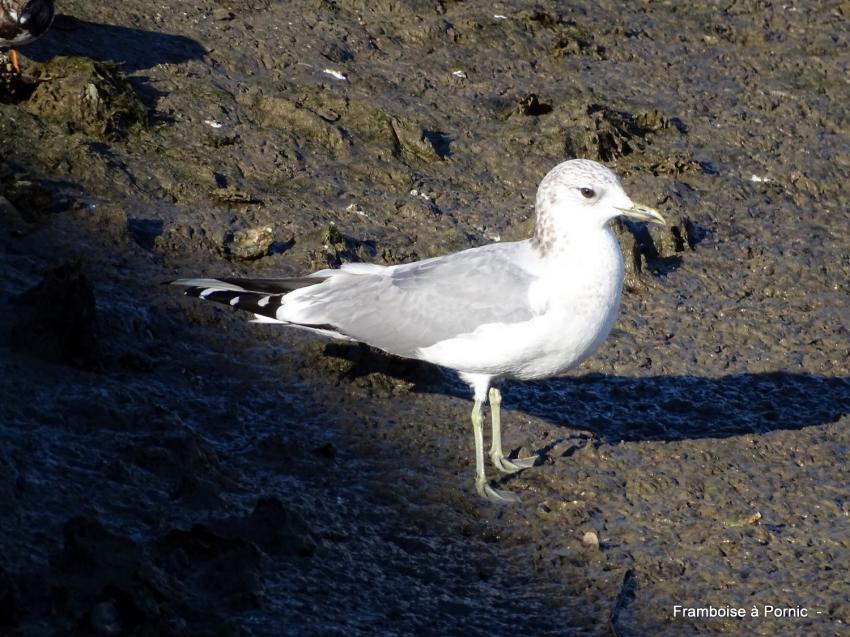Oiseaux du littoral la Bernerie en retz 2022