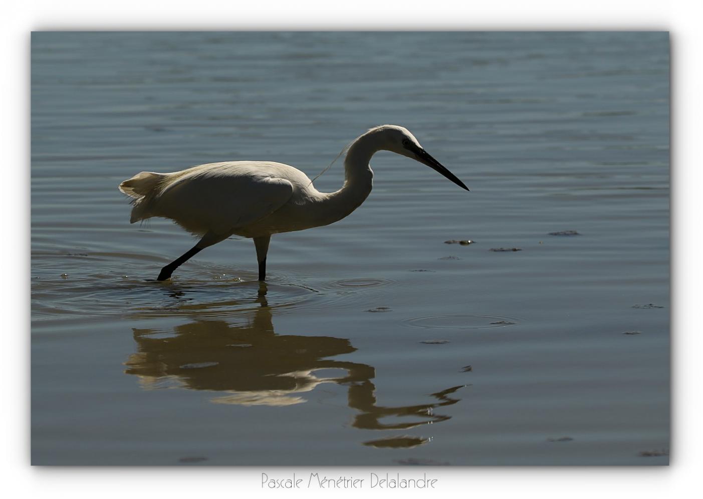 Aigrette garzette à l'affût...