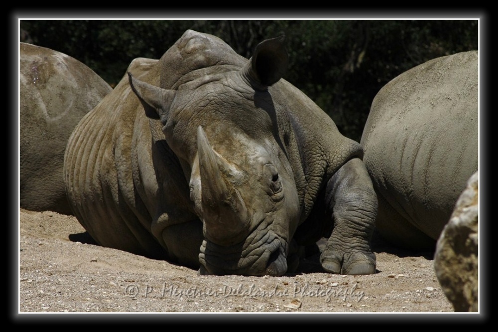 Rhinocéros...