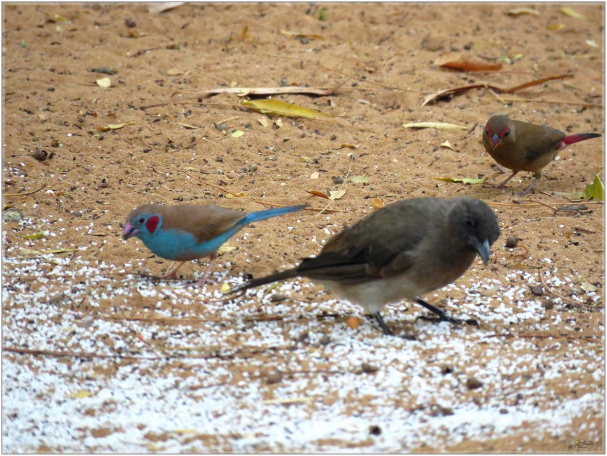 LES OISEAUX DU SENEGAL No 2