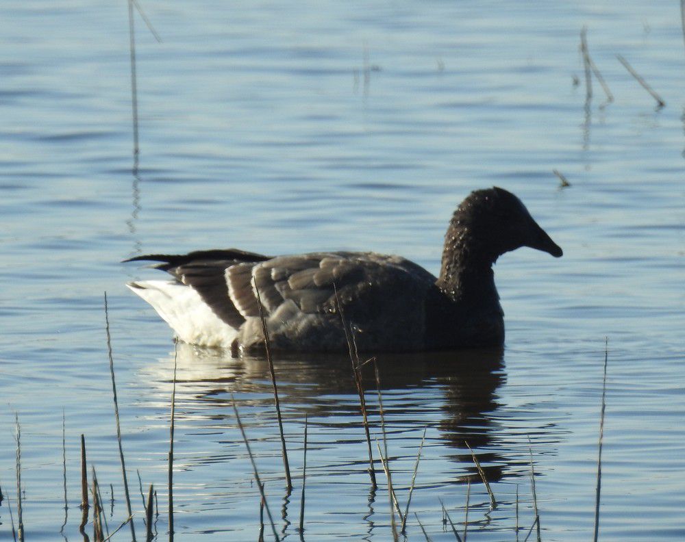 Ores bernaches - décembre 2020...