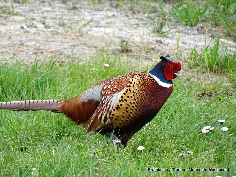 Faisan de Colchide 