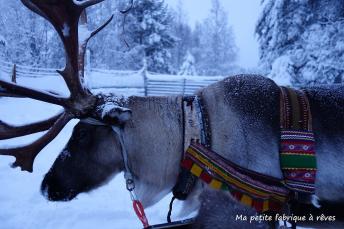 Voyage en Laponie au pays du Père Noël