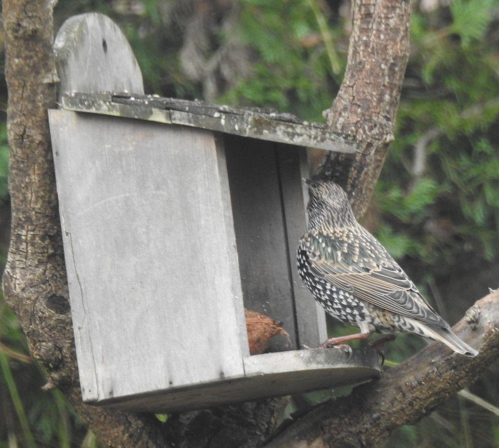 Oiseaux du jardin - décembre 2023 (1/2)....