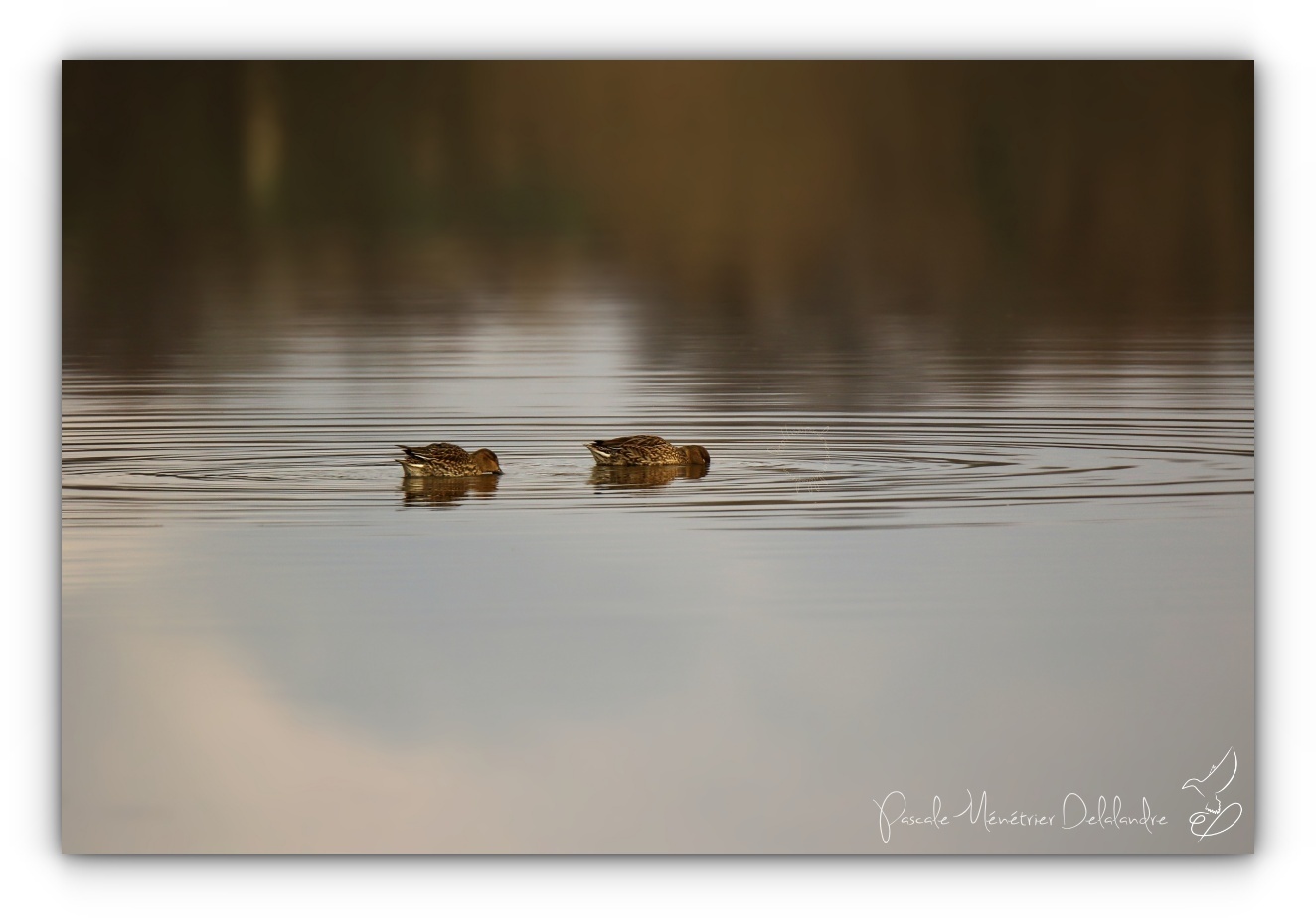 Cohabitation sur le lac...