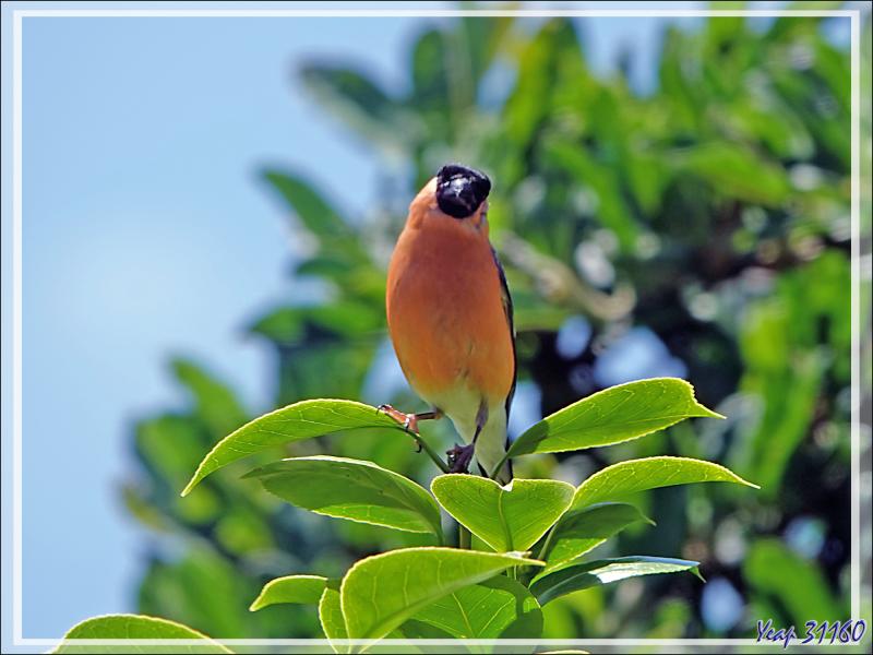 Les photos du jour : Bouvreuil pivoine, Eurasian Bullfinch (Pyrrhula pyrrhula) mâle et femelle et Pie-grièche écorcheur, Red-backed Shrike (Lanius collurio) mâle - Lartigau - Milhas - 31