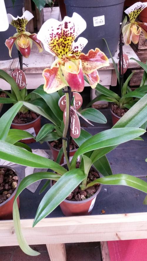 Un petit tour dans une jardinerie 