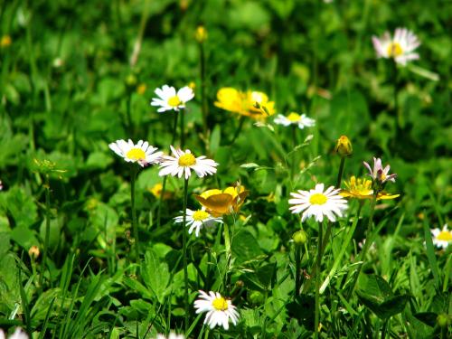 Revoir les étoiles (2)