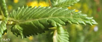 Rhinanthus angustifolius  -  rhinanthe à feuilles étroites