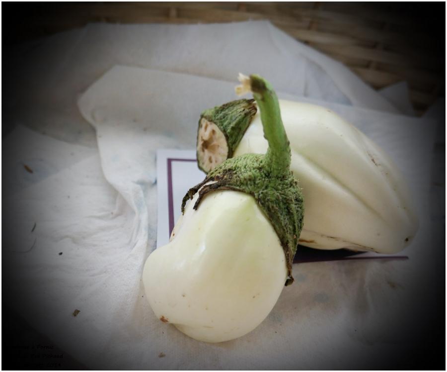 Les bons légumes du Pré Pichaud à Arthon en Retz 