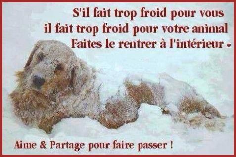 La mort du chien