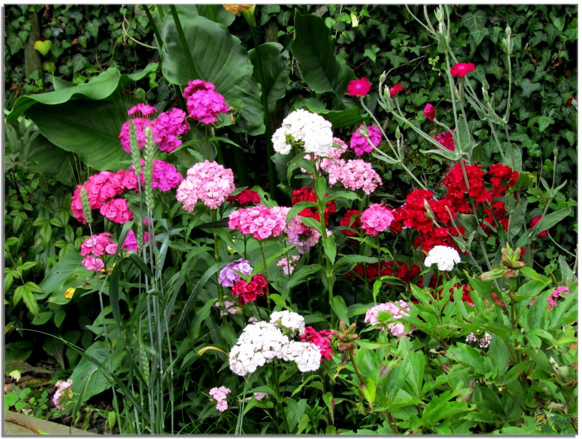 REVENONS AU JARDIN 