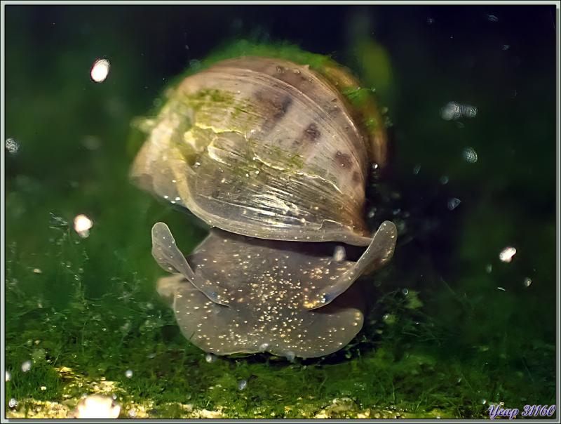 Limnée commune, Limnée ovale, Wandering snail (Radix balthica) - Lartigau - Milhas - 31
