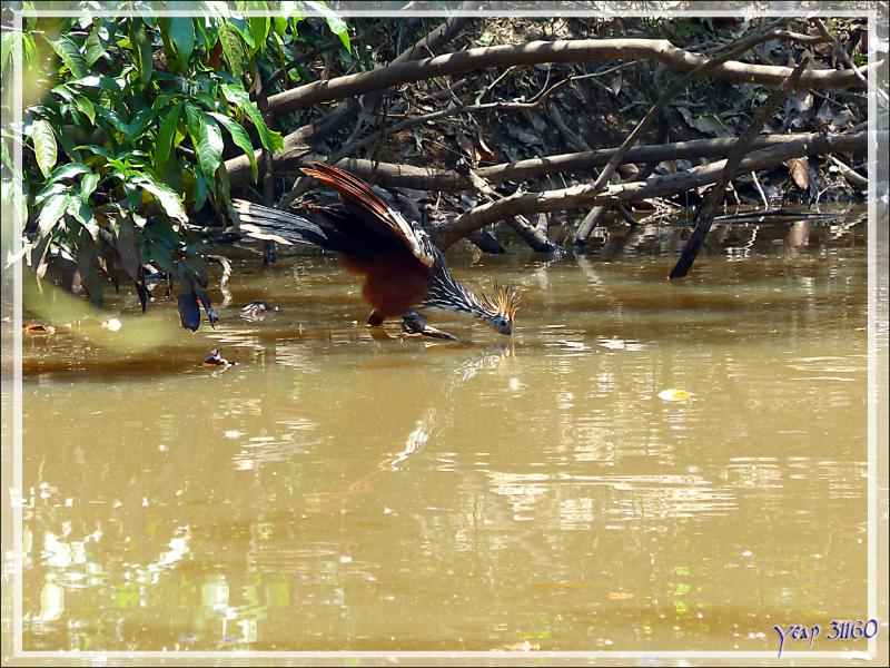 L'Hoatzin huppé et le caïman - Inkaterra Hacienda Concepcion - Puerto Maldonado - Pérou