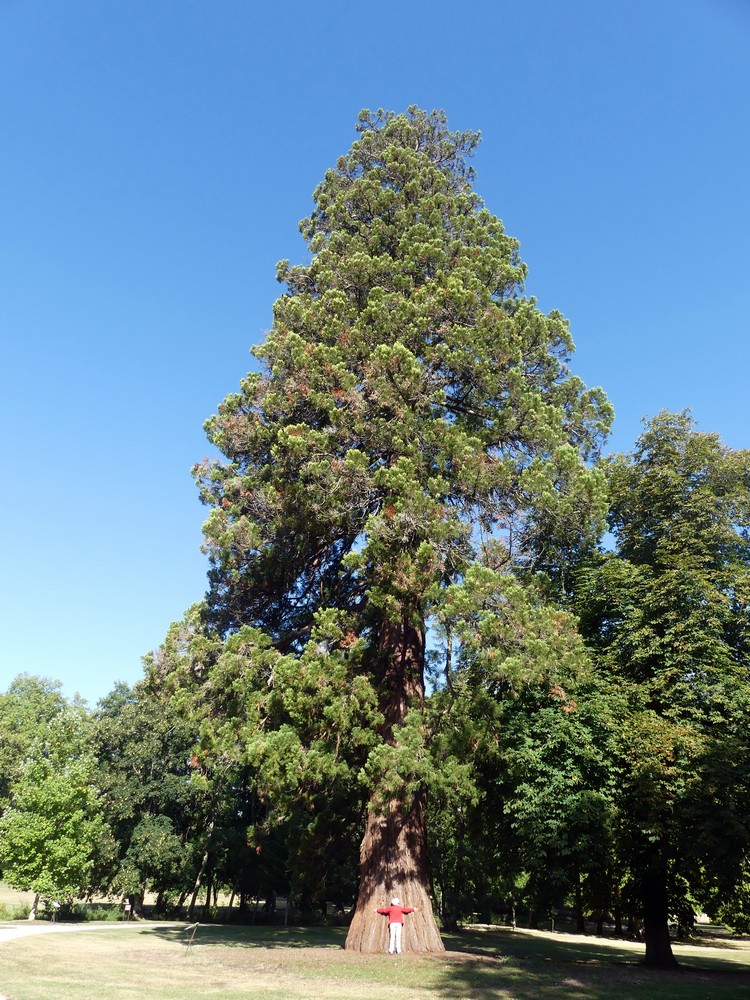 Arbre du parc