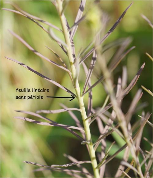Fleurs cultivées : Linaires