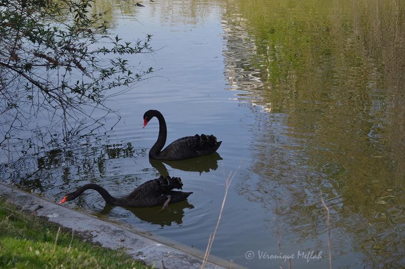 Un couple de Cygnes noirs au parc Montsouris