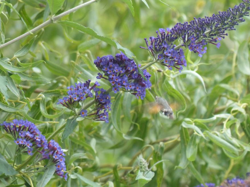 Un superbe papillon au jardin