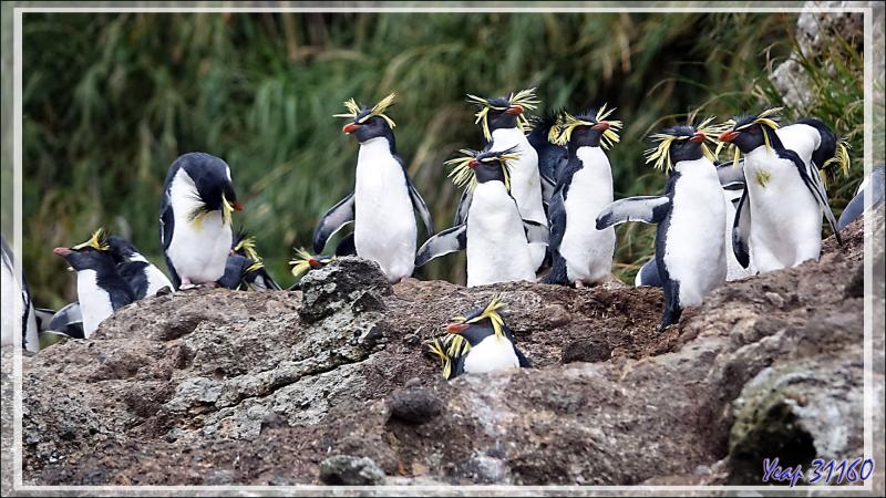 Gorfou de Moseley, Northern Rockhopper Penguin (Eudyptes moseleyi) - Nightingale Island - Tristan da Cunha