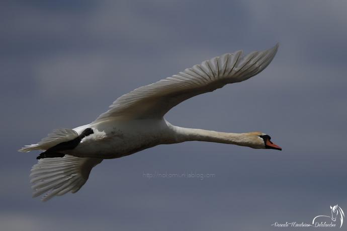 Cygne tuberculé