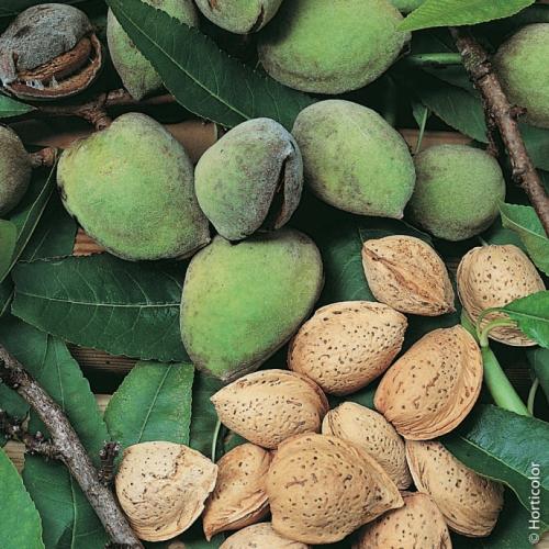 Arbre fruitier : Amandier