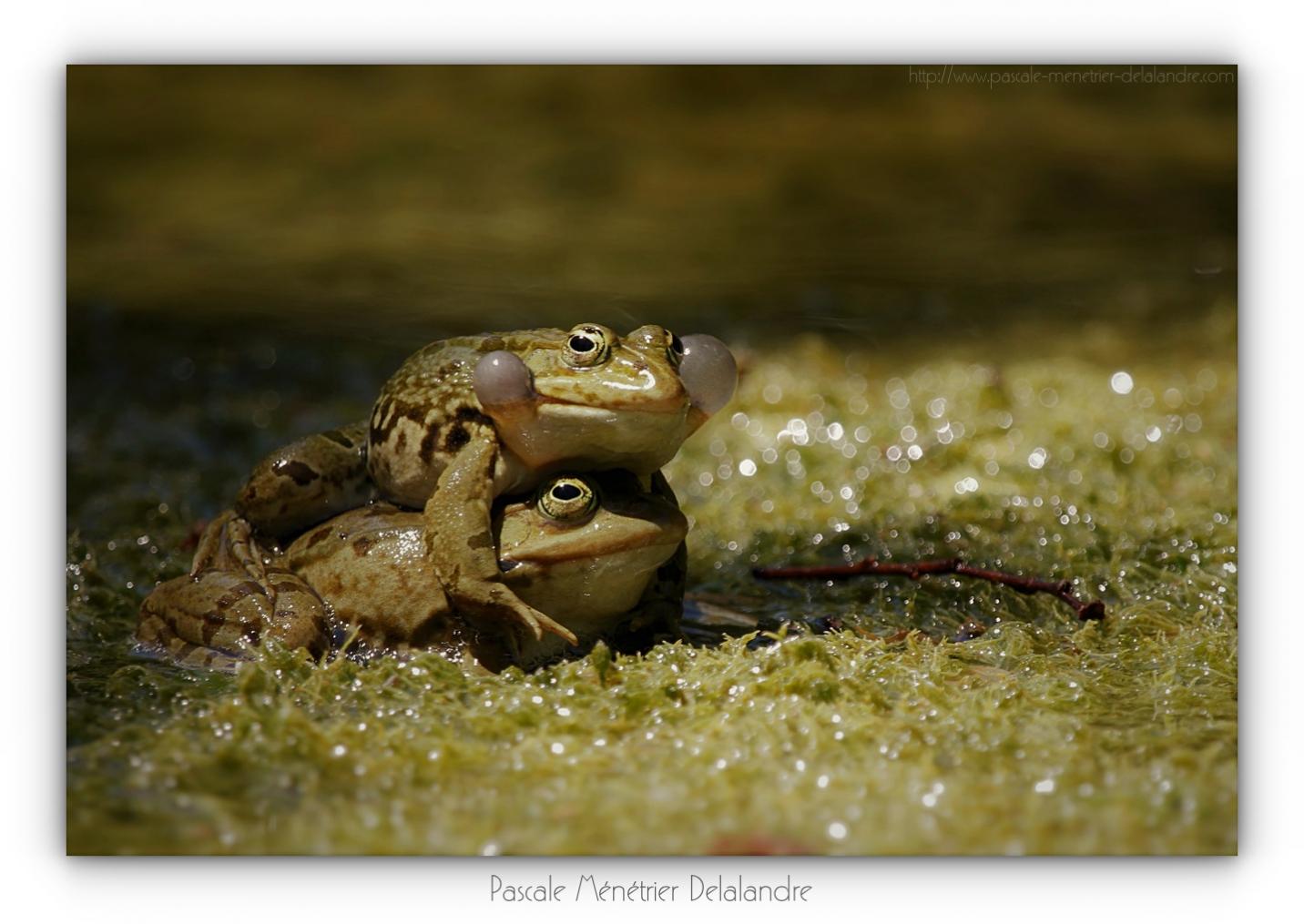 Grenouille rieuse - Pélophylax ridibundus
